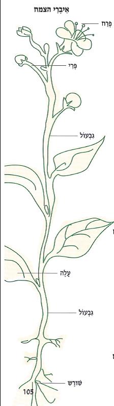 (בספר איור של ילד ולידו בועה שיש להשלים)